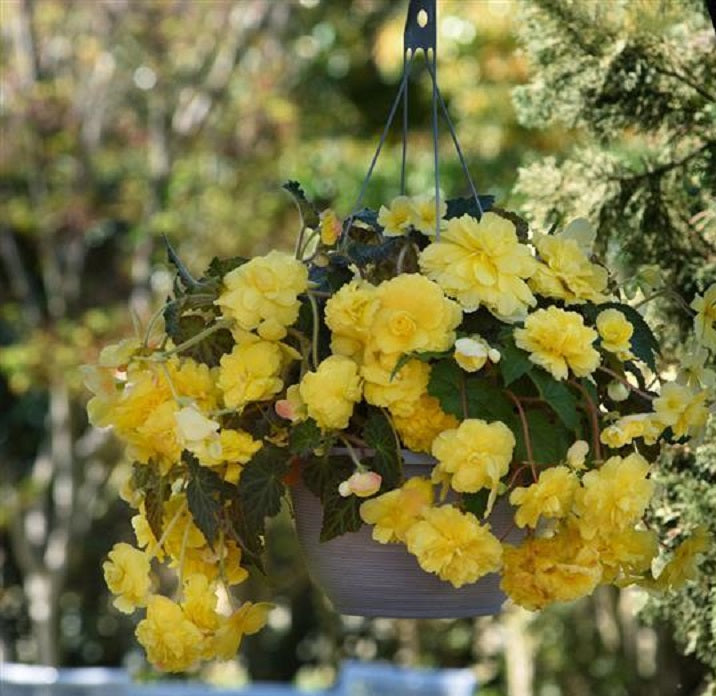Pelleted Begonia Seeds Begonia Sun Dancer Yellow 15 Pelleted Seeds