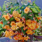 Pelleted Begonia Seeds Begonia Sun Dancer Yellow And Red Picotee 15 Pelleted Seeds