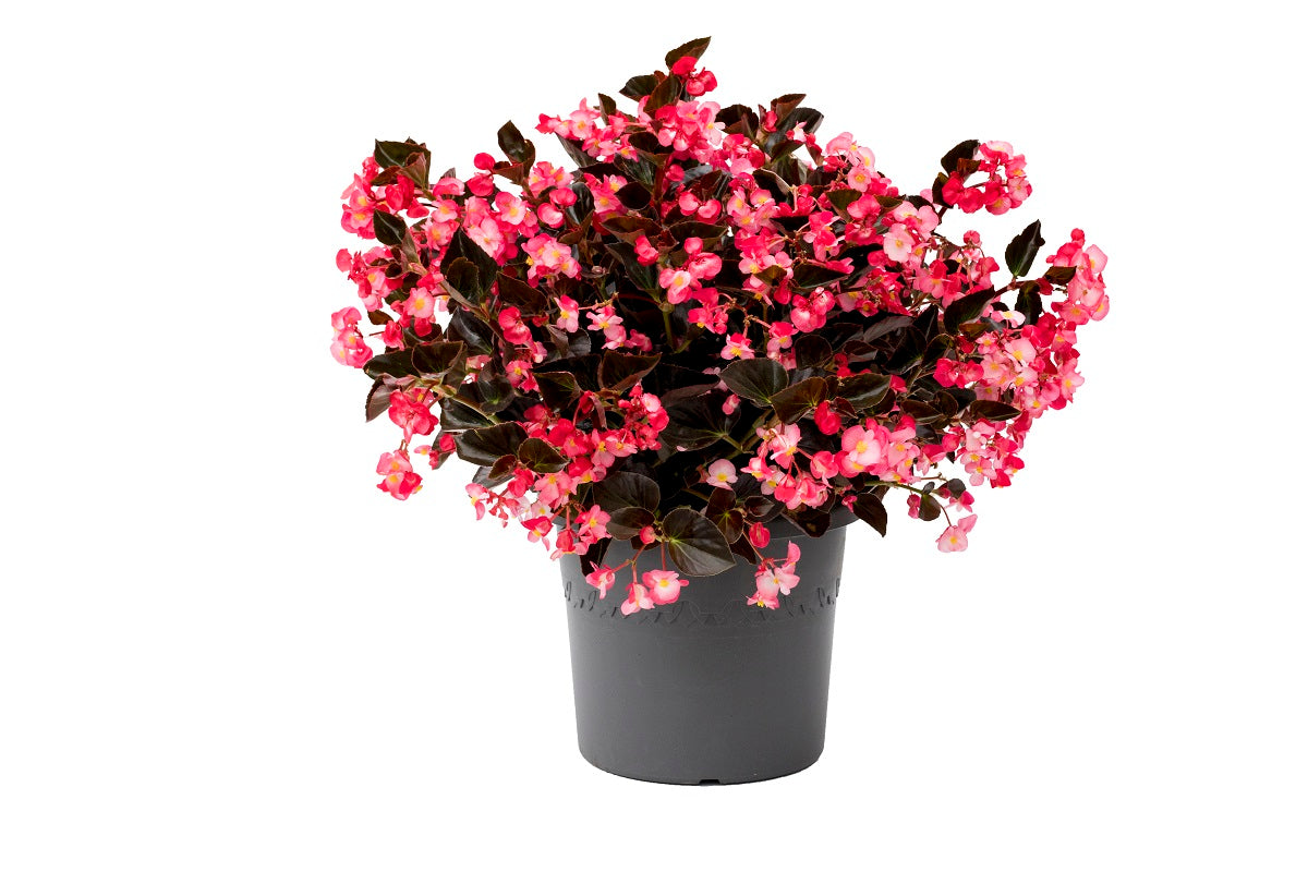 Viking Begonia Seeds 100 Pelleted Seeds Viking Begonia Pink On Chocolate