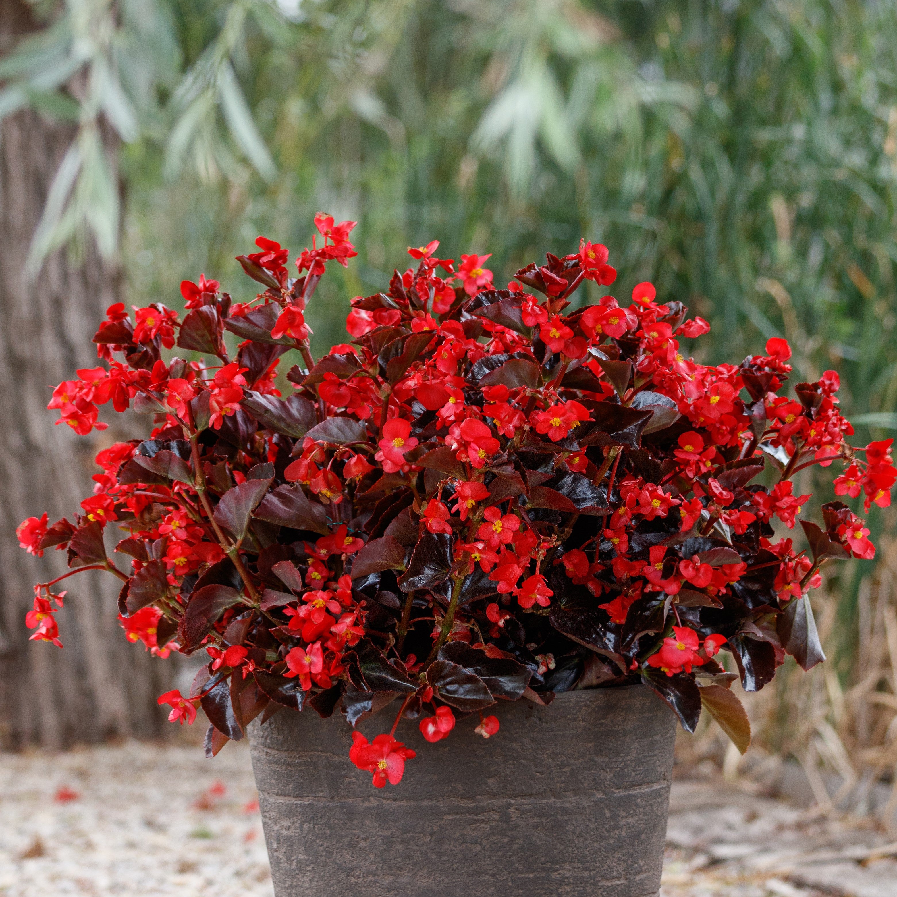 plant begonia seeds 15 Pelleted Begonia Seeds | Garden Seeds