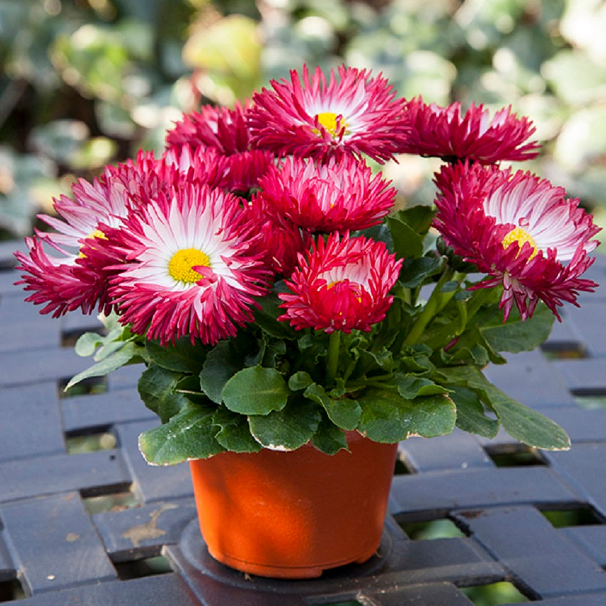 Bellis Seeds Bam Bam Red 50 Pelleted Seeds English Daisy