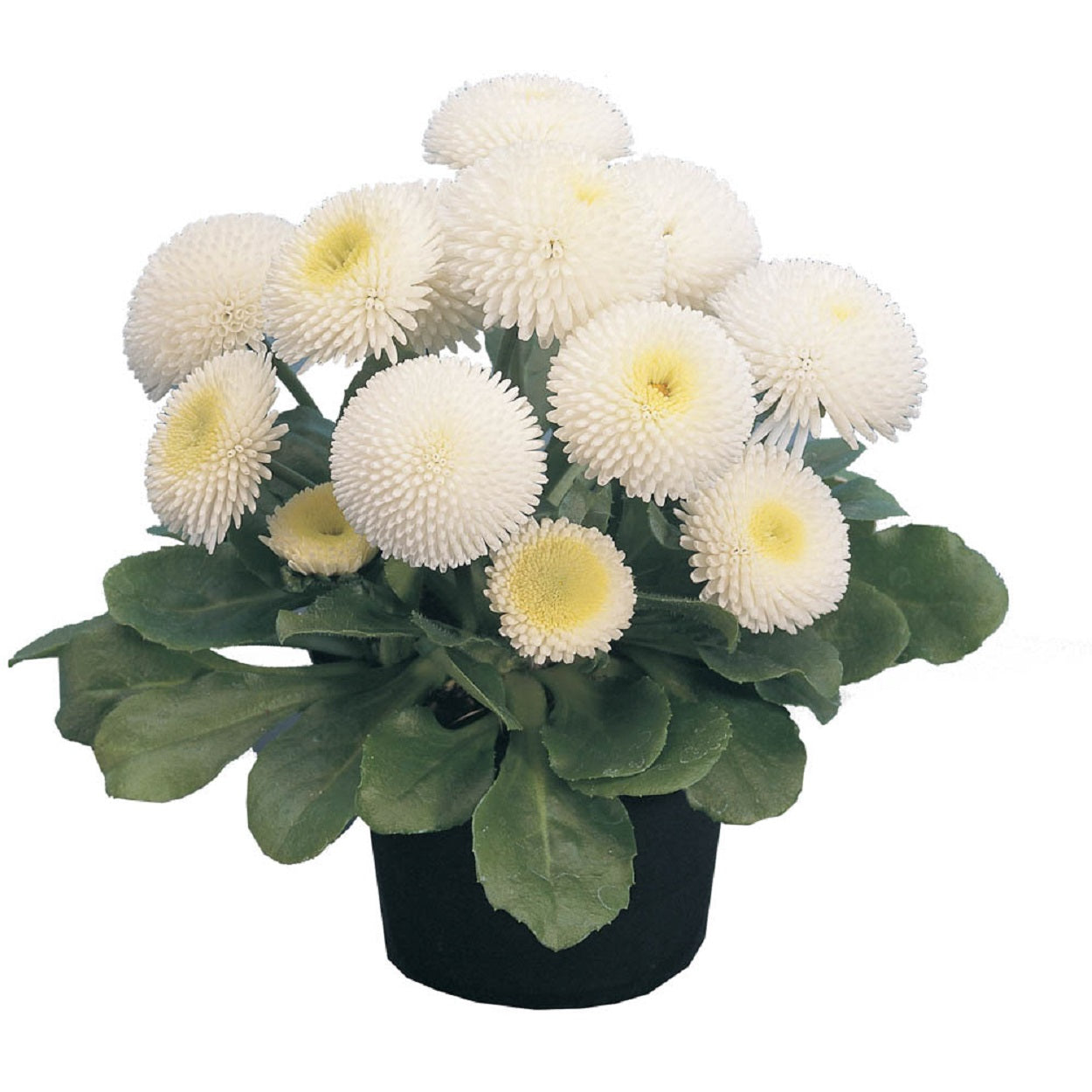Bellis Seeds Tasso White 25 Pelleted Seeds English Daisy Flower Seeds