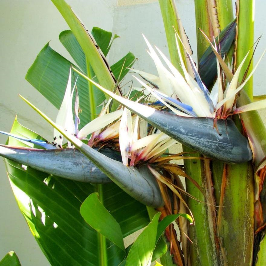 planting bird of paradise seeds Bird Of Paradise Seeds Strelitzia Nicolai Seeds Tropial Plant Seeds – trailingpetunia.com