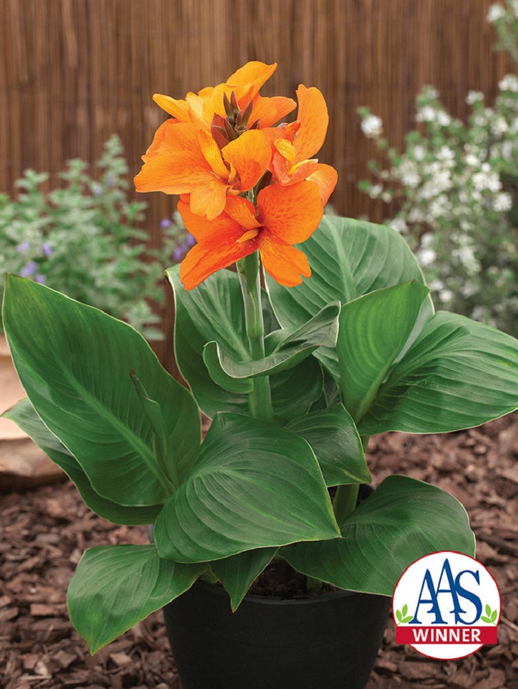 Canna Seeds 25 Canna South Pacific Orange Tropical Cannas
