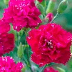 Carnation Seeds Chaband Magenta Seeds Dianthus Seeds 50 Seeds