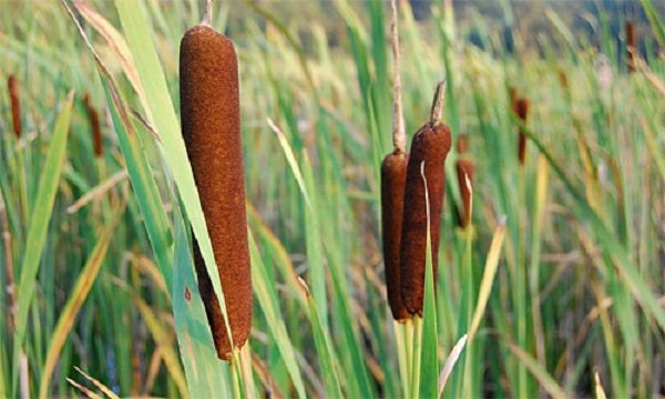 cattails plant seeds Cattail Seeds Pond Seeds Typha Latifolia 500 thru 10,000 Seeds