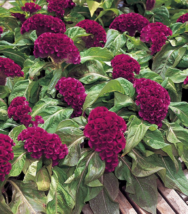 Celosia Seeds Armor Purple 50 Cockscomb Seeds