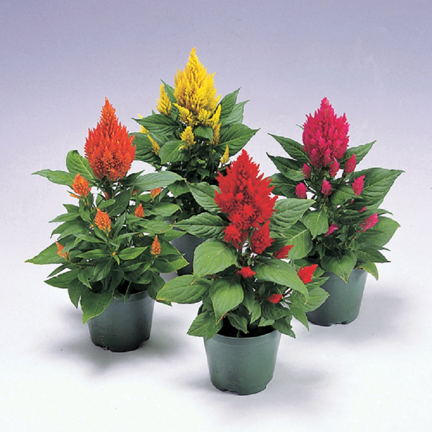 celosia seeds planting Celosia Seeds 50 Cockscomb Seeds Celosia Castle Mix – trailingpetunia.com
