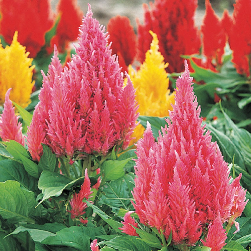 Celosia Seeds 50 Cockscomb Seeds Celosia Castle Pink