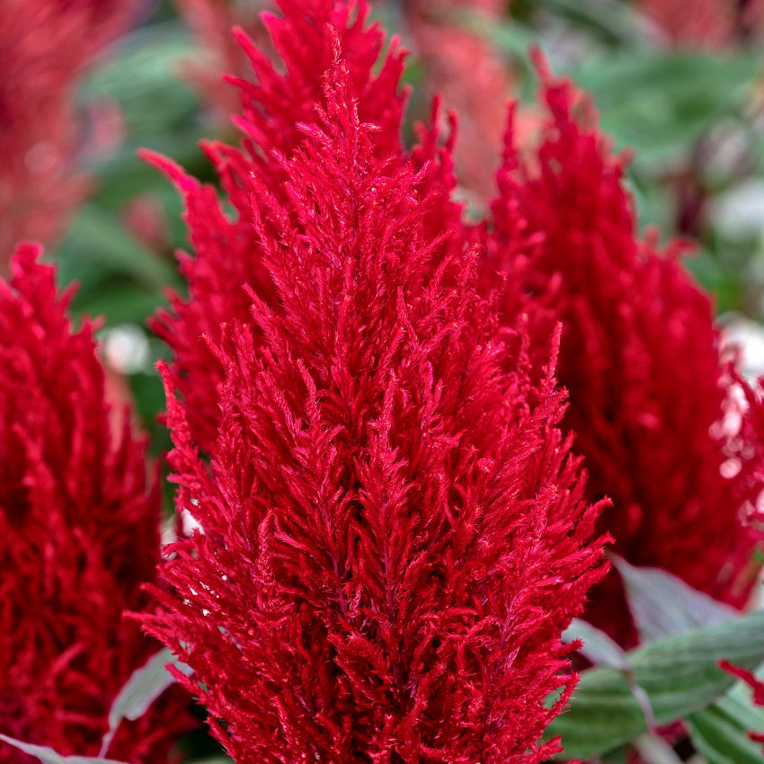 Bulk Seeds Celosia Seeds 50 thru 1,000 Seeds Celosia Century Red