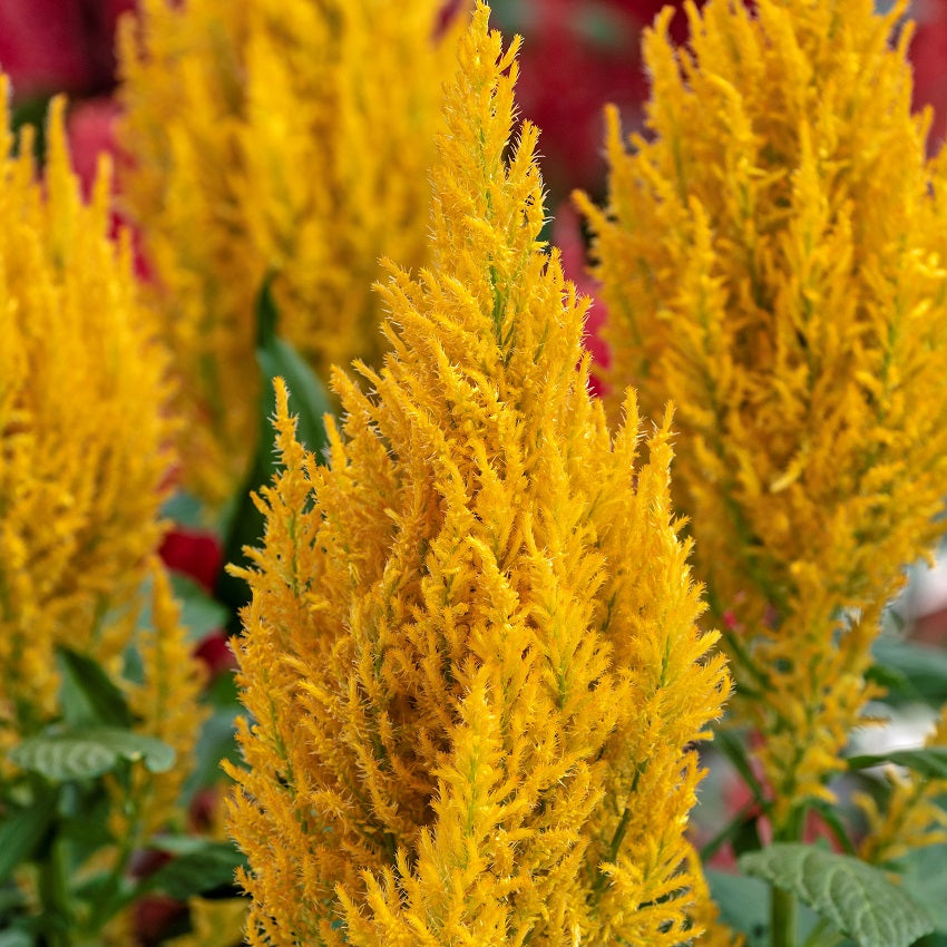Celosia Seeds 50 thru 1,000 Bulk Seeds Celosia Century Yellow
