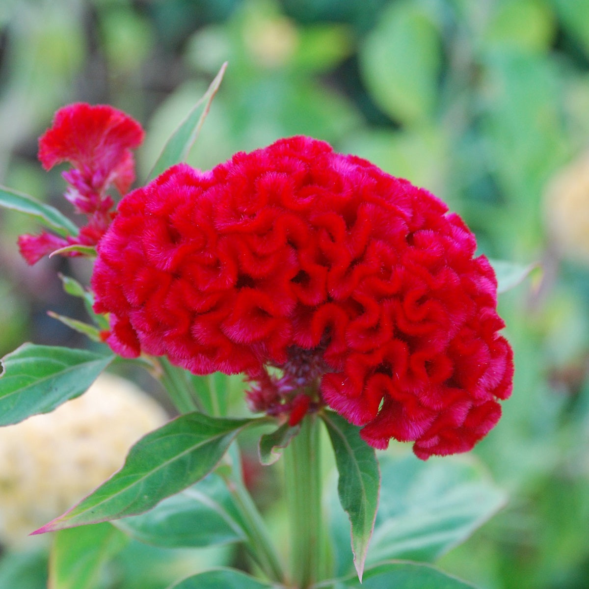Celosia Seeds Celosia Chief Carmine 50 thru 1,000 Seeds Cut Flower Seed