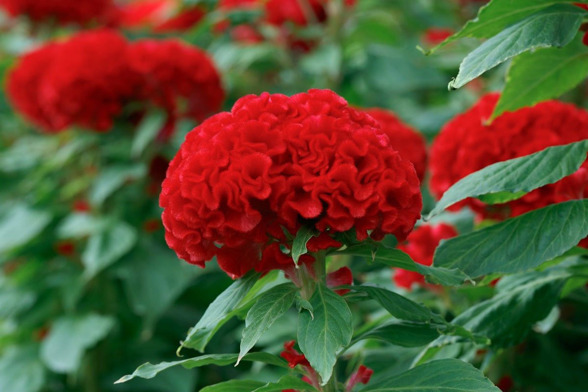 fire flower seeds Celosia Seeds Celosia Chief Fire 50 thru 1,000 Seeds Cut Flower Seed