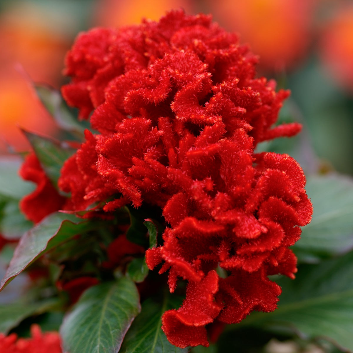 Celosia Seeds Celosia Chief Red 50 thru 1,000 Seeds Cut Flower Seed