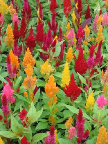 Celosia Seeds Dance Mix Seeds 50 Seeds Great annual bedding plant