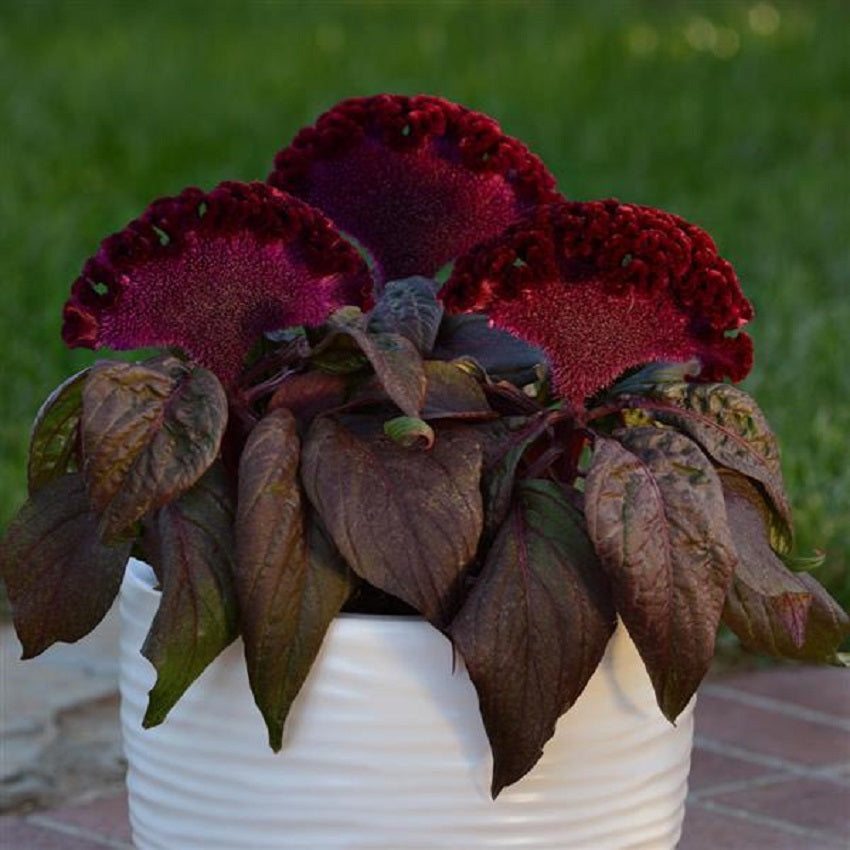 Celosia Seeds Celosia Dracula 25 Pelleted Cockscomb Seeds