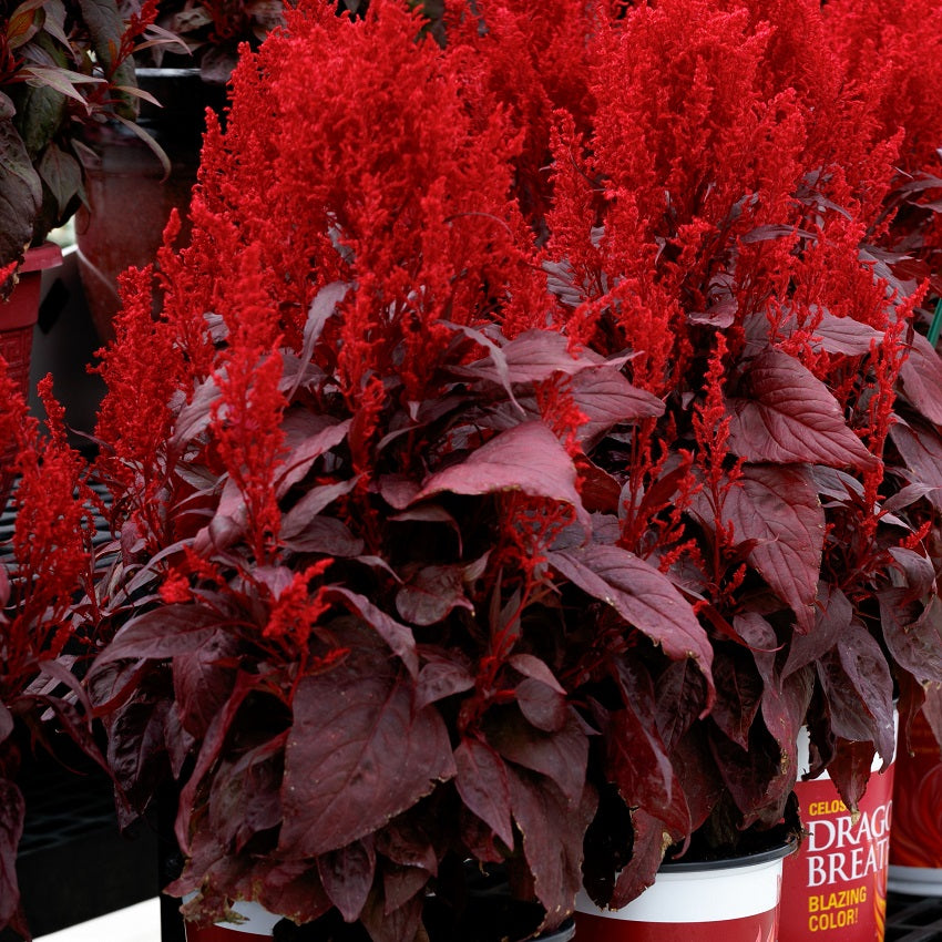 Celosia Seeds 25 Dragon Breath Seeds Bright Celosia