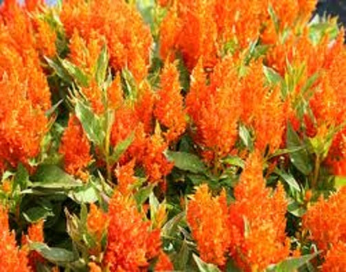 Celosia Seeds Fresh Look Orange 50 Seeds