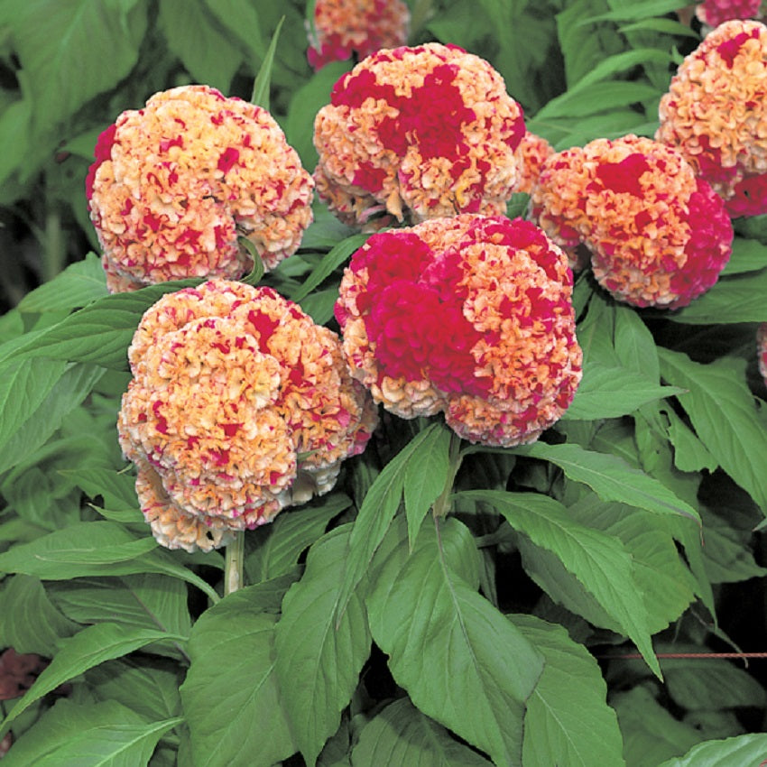 Cockscomb Seeds 50 Cut Flower Seeds Celosia Kurume Corona