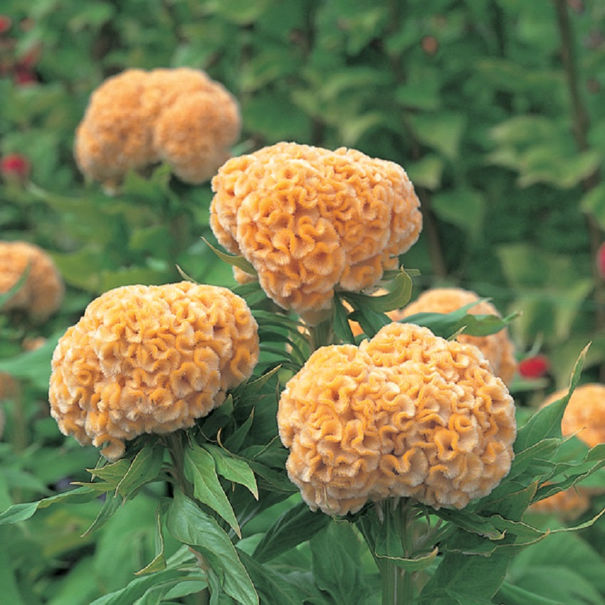 cockscomb flower seed Cockscomb Seeds 50 Cut Flower Seeds Celosia Kurume Gold – trailingpetunia.com
