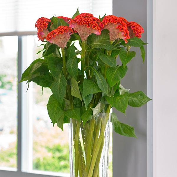 Celosia Seeds Celosia Neo Orange Cockscomb Seeds 25 Pelleted Seeds