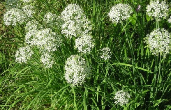 Chive Seeds Garlic Chives Chinese Leeks Herb Seeds 100 thru 2,500 Seeds