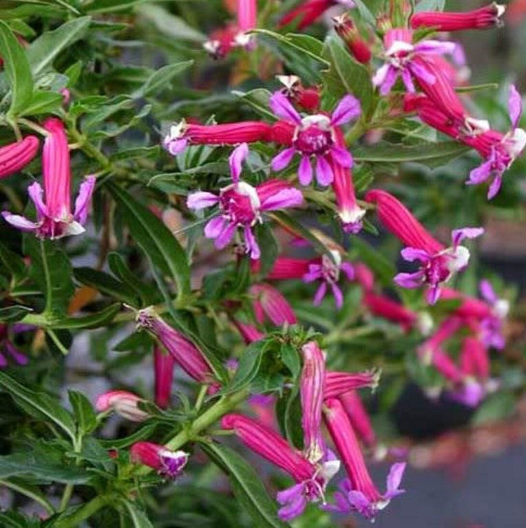 50 Cuphea Seeds Rose Cigar Plant Seeds