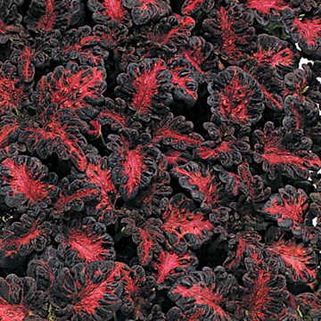 Coleus Seeds Black Dragon 100 Pelleted Coleus Seeds