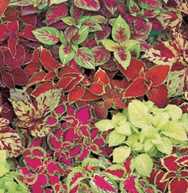 Coleus Seeds Fairway Mix 50 thru 500 Pelleted Bulk Coleus Seeds