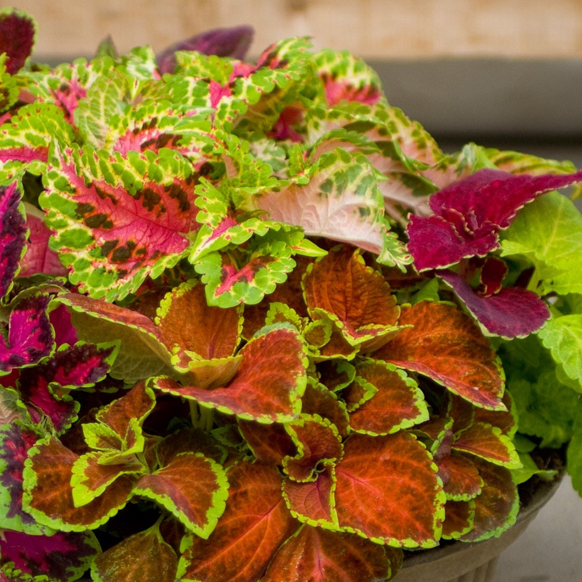 Coleus Seeds Fairway Mix 50 Seeds Flower Seeds