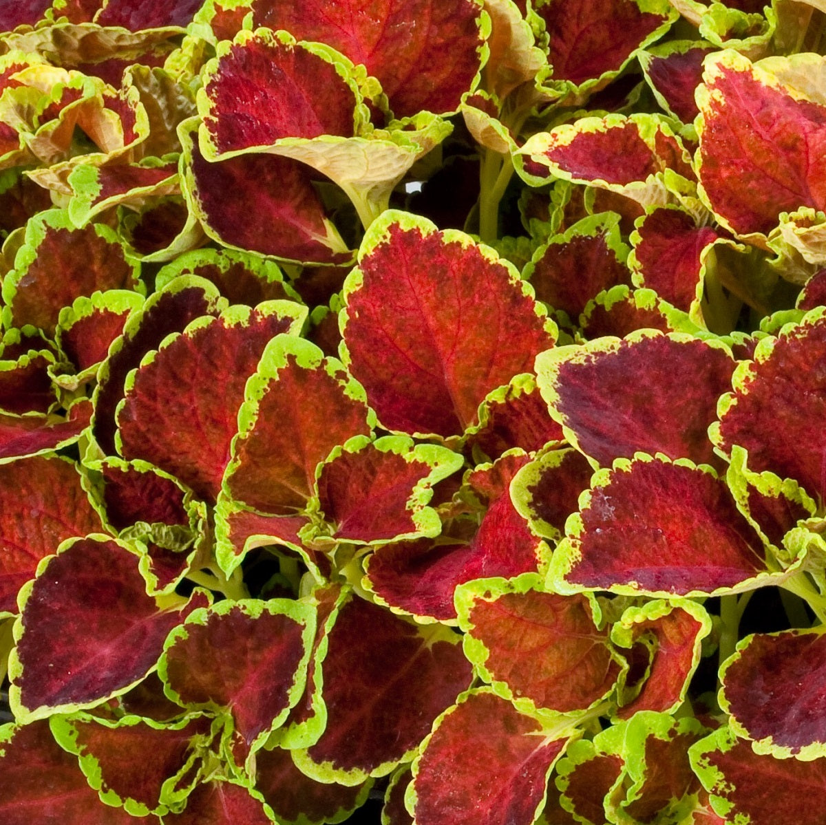 Coleus Seeds 50 Pelleted Seeds Fairway Ruby Garden Seeds