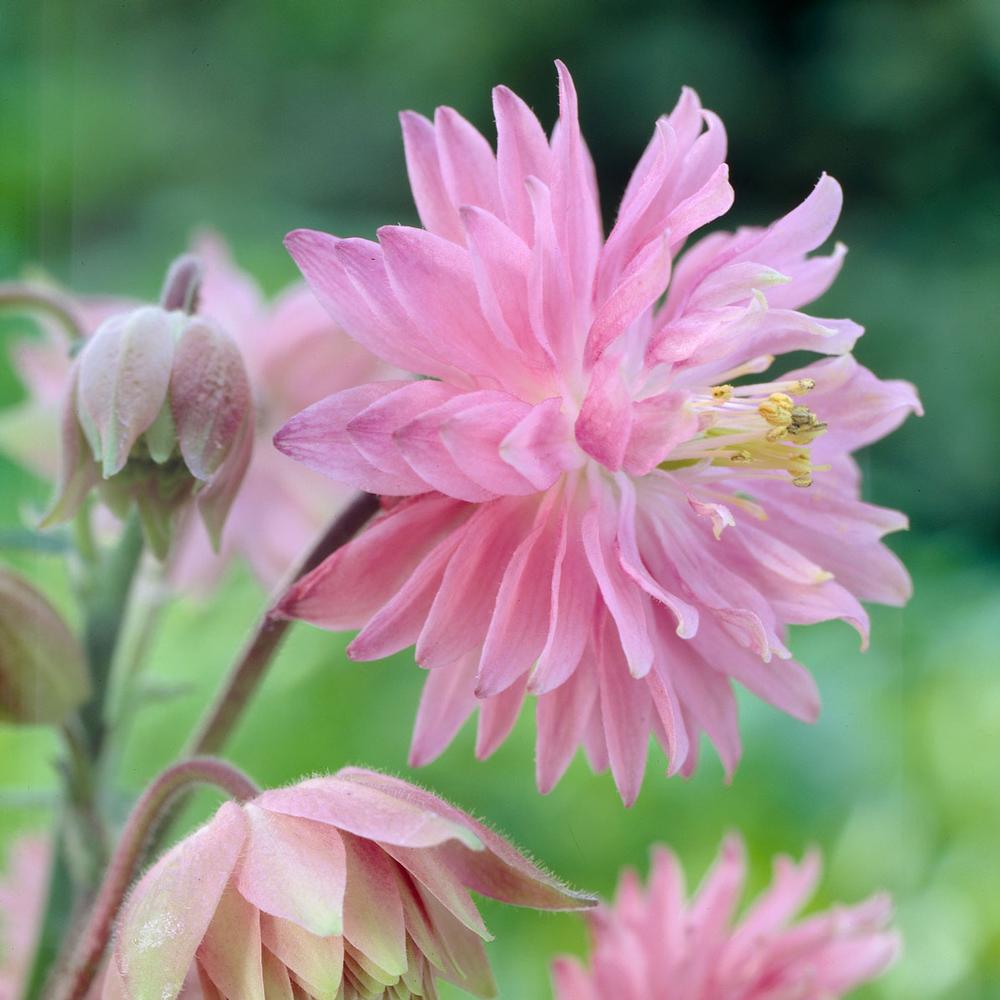 Columbine Seeds Aquilegia Barlow Pink 50 Aquilegia Seeds