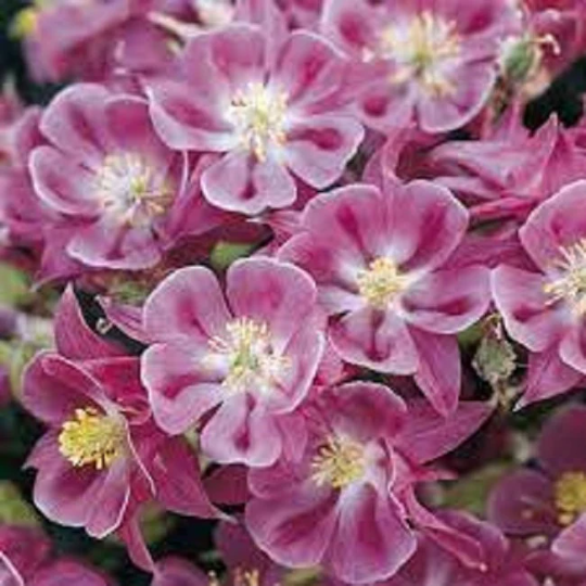 25 Columbine Seeds Aquilegia Winky Rose On Rose Seeds Perennial