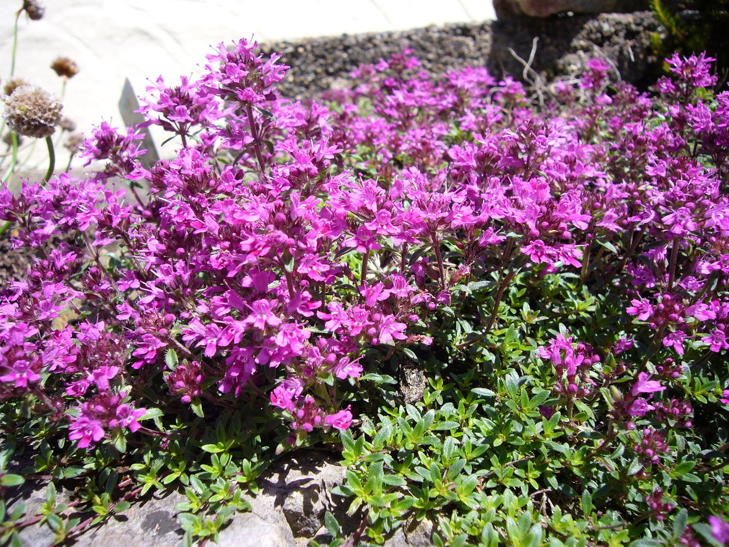Creeping Thyme Seeds 250 to 2,500 Seeds Ground Cover Seeds Perennial Seeds