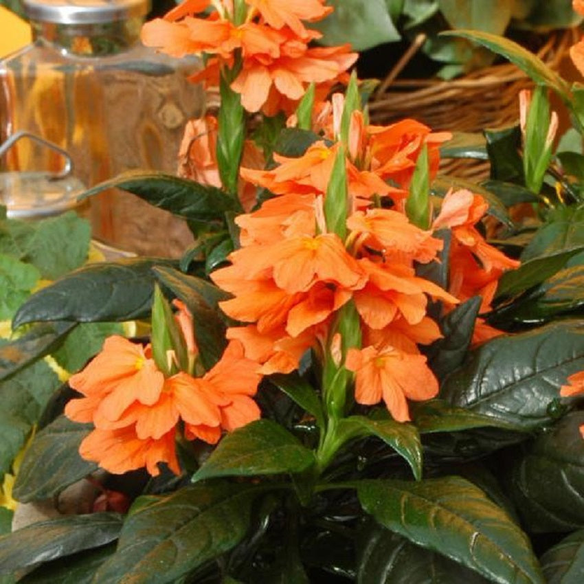 tropical flower seeds online Crossandra Seeds 25 Crossandra Tropic Flame Tropical Plant Firecracker Flower