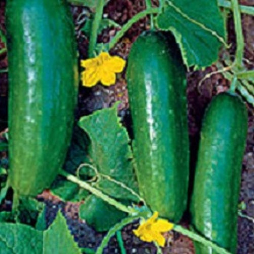 Cucumber Seeds Ashley 25 thru 100 Seeds Vegetable Seeds