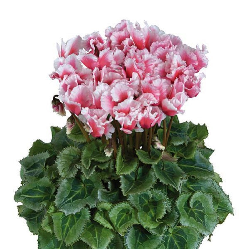 Cyclamen Seeds 15 Seeds Cyclamen Abanico Select Salmon Flower Seeds