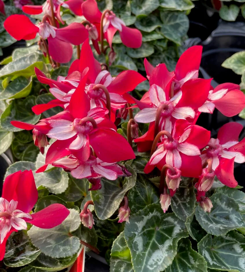 Cyclamen Seeds 15 Seeds Cyclamen Djix Red Super Series Cyclamen