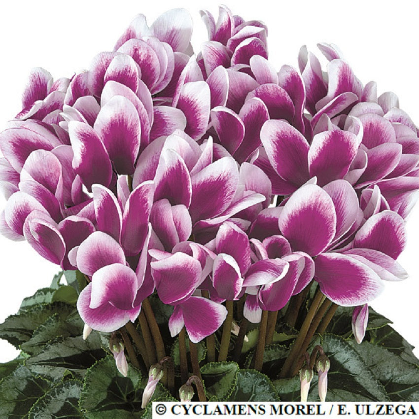 Cyclamen Seeds 15 Seeds Cyclamen Halios Fantasia Purple Silver Leaf