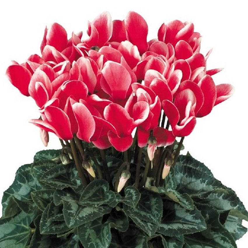 Cyclamen Seeds 15 Seeds Cyclamen Halios Select Fantasia Red