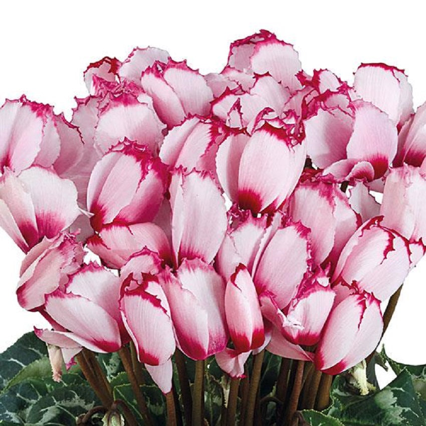Cyclamen Seeds 15 Seeds Cyclamen Halios Victora