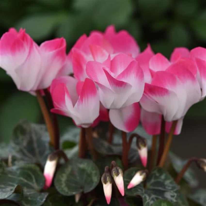 Cyclamen Seeds 15 Seeds Cyclamen Indiake Rose