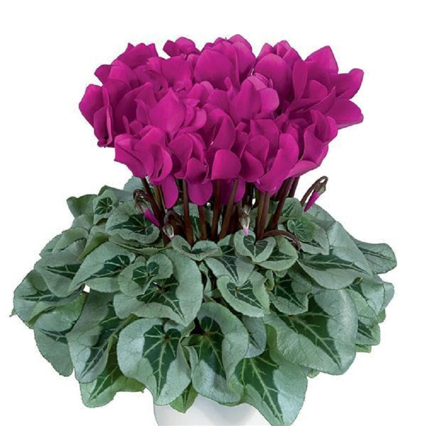 Cyclamen Seeds 15 Seeds Cyclamen Metalis Bright Purple Flower Seeds