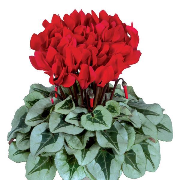 Cyclamen Seeds 15 Seeds Cyclamen Metalis Red Flower Seeds
