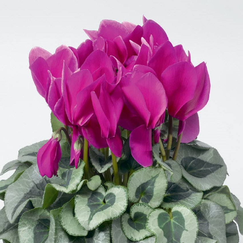 Cyclamen Seeds 15 thru 100 Seeds Cyclamen Winter Ice Purple