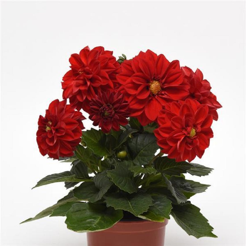red dahlia seeds Dahlia Seeds Figaro Red Shades 50 Seeds Dahlia Flowers – trailingpetunia.com
