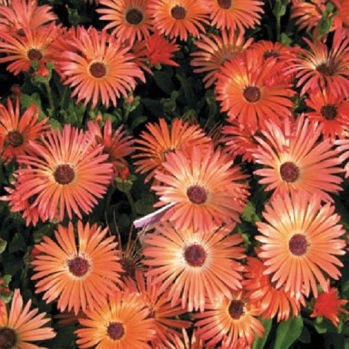 500 Livingstone Daisy Seeds Orange Ice Plant Orange