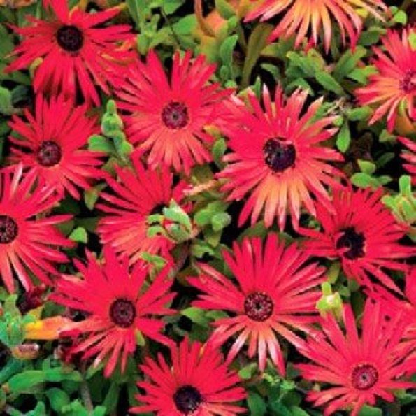 planting livingstone daisy seeds 500 Red Livingstone Daisy Seeds Ice Plant Flower Seeds Perennial