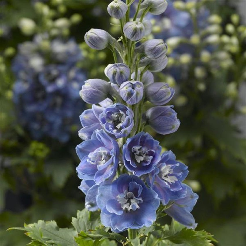 Delphinium Seeds Delphinium Delphina Light Blue White Bee 50 Larkspur Seeds
