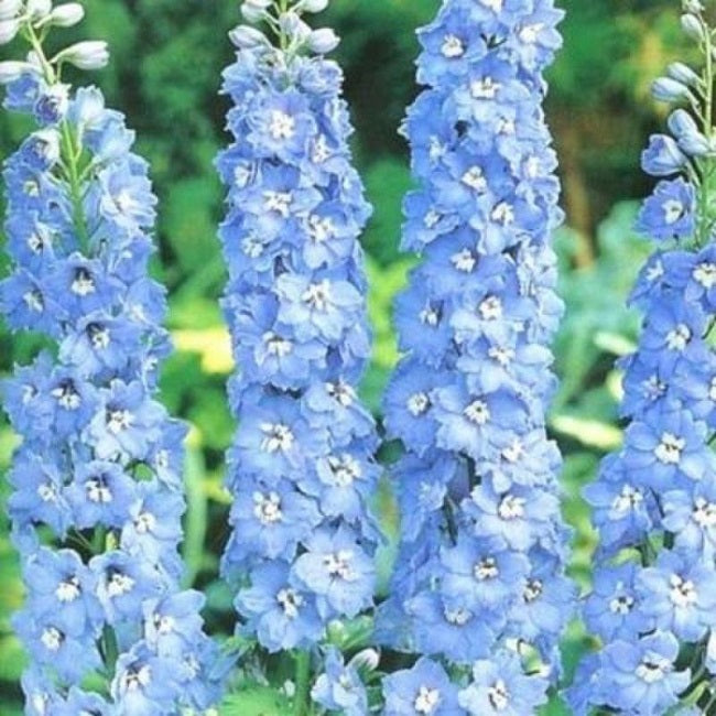 delphinium seeds from plant 50 Delphinium Seeds Magic Fountain Blue Sky White Bee Perennial Seeds